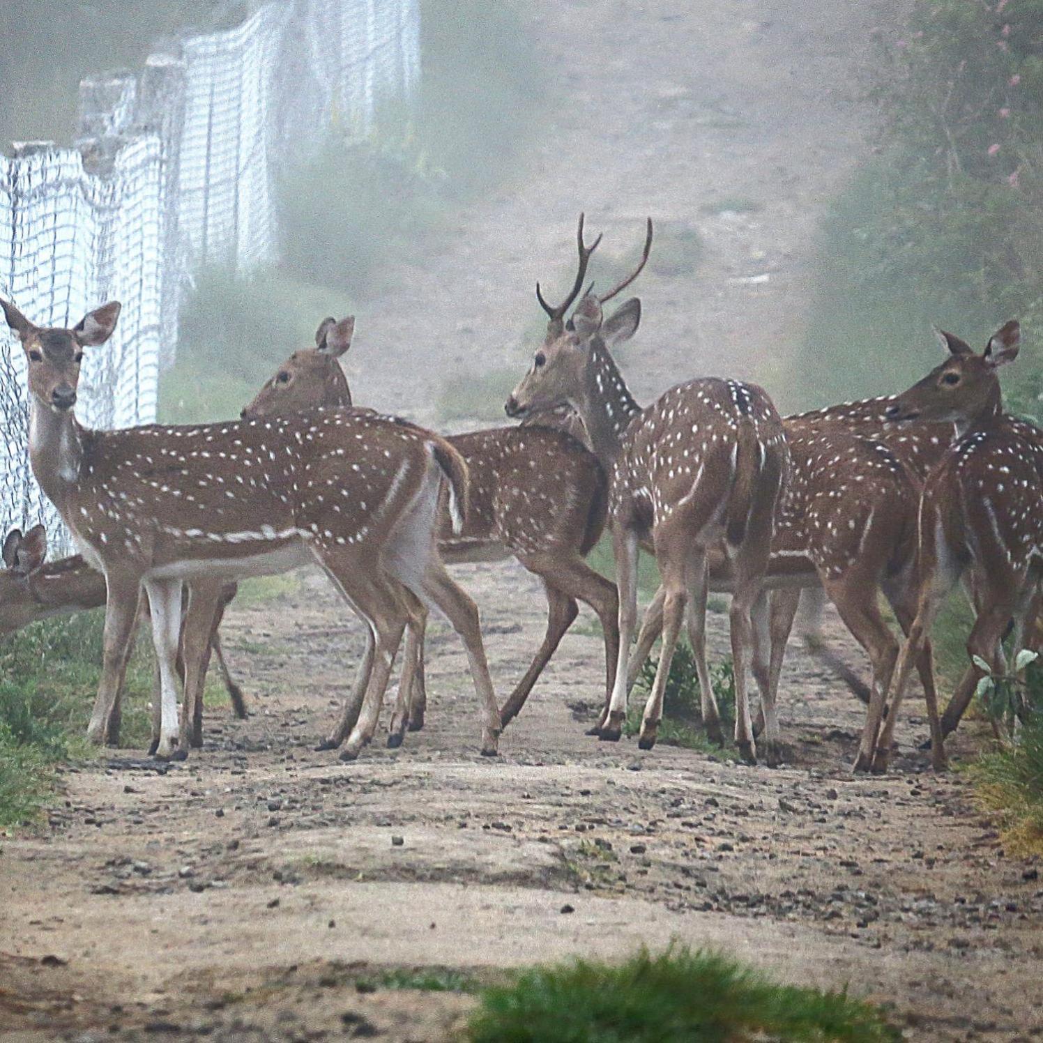 Вілла The Deer Meadows Мудумалай Екстер'єр фото
